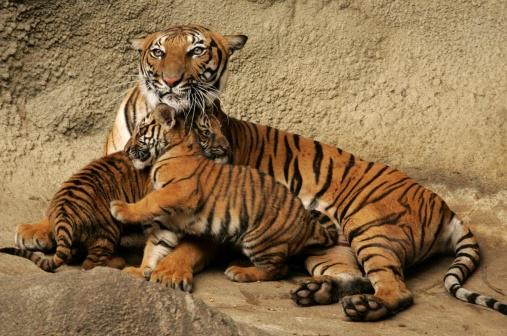 bengal tiger mother with cubs